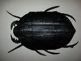 beetle2-1