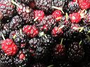 mulberries