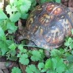 box turtle1.jpg