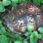 box turtle2.jpg