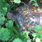 box turtle3.jpg