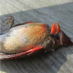 cardinal 2.jpg