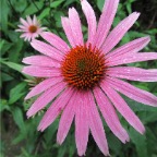 echinacea1.jpg