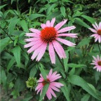 echinacea2.jpg