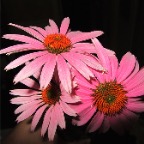 echinacea3.jpg