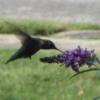 hummingbird2.jpg