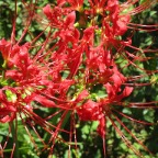 spider lilies.JPG